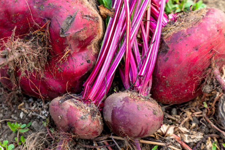 Planteur de betteraves (H/F)