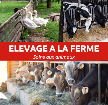 Elevage à la ferme